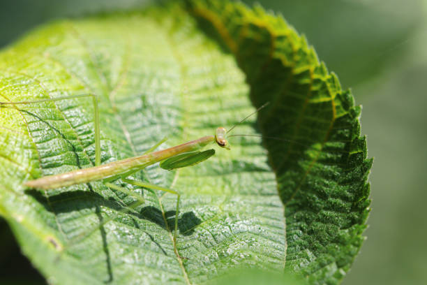 istock Young, wingless adult praying mantis searching for prey on a green leaf (Natural+flashlight, close-up macro photography) 2162957231