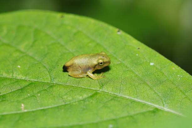 istock Tiny baby Japanese tree frog (Nihonamagaeru)  with a small tail remaining (Wildlife closeup macro photograph) 2162957385