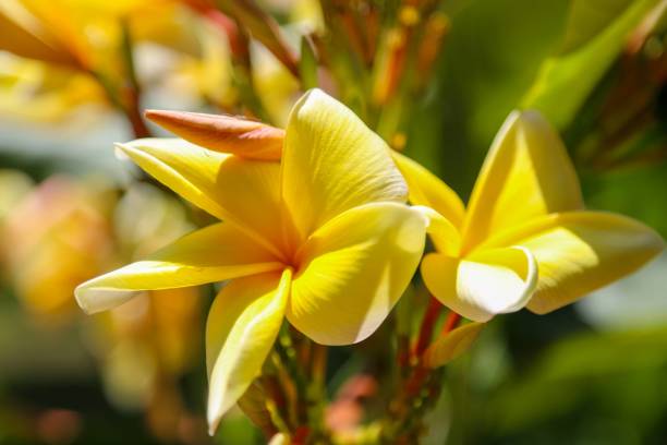 istock Yellow Plumeria Flower 2162957755