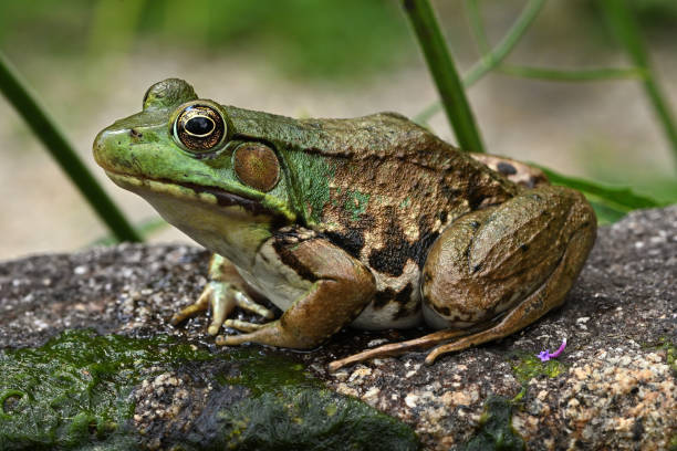 istock Female green frog 2162958270