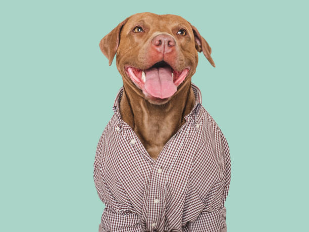 istock Cute dog and stylish shirt. Studio shot 2162959939