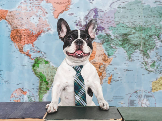 istock Cute puppy and old books. Studio shot 2162959940