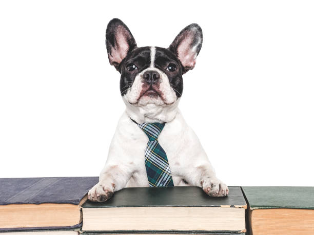 istock Cute puppy and old books. Studio shot 2162959951