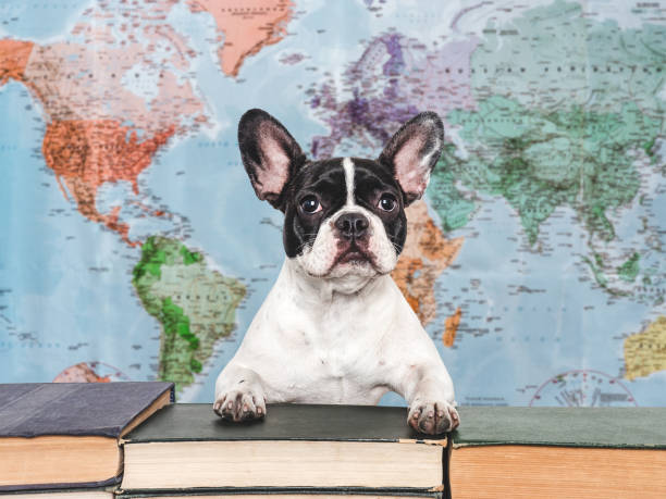 istock Cute puppy and old books. Studio shot 2162959987