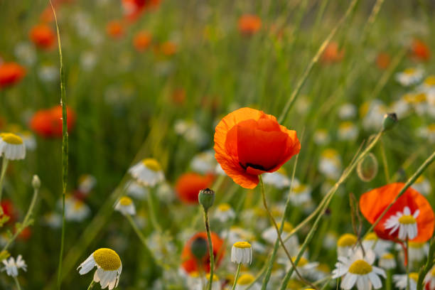 Poppies field sunset. Bright scarlet flowers in the orange sunset light. Warm atmospheric summer landscape. Natural background for design, wallpaper, paintings. Wild wildflowers in the setting sun