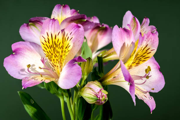 istock Blooming pink Alstroemeria on a green background 2162962179