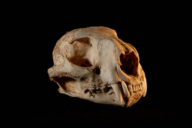istock Cougar skull (Puma concolor) Mountain Lion 2162963219