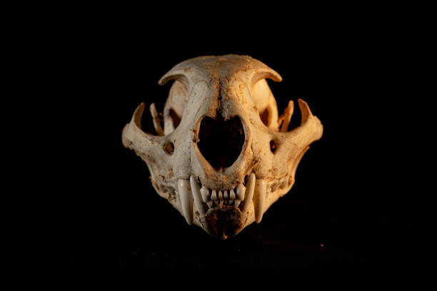Various predatory animal skulls on a street fair store's counter