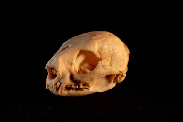 istock Jaguarundi skull (Herpailurus yagouaroundi) 2162963334