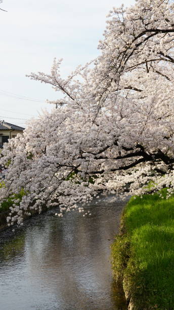 istock Japanese cherry blossoms Sakura 2162964179
