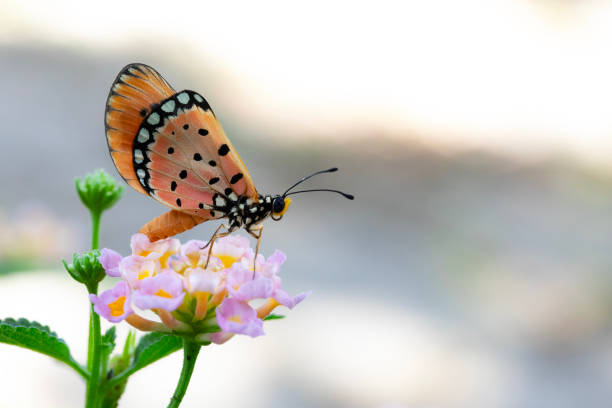 Acraea violae violae Fabricius butterfly on pink flower on blur background and copy spaces, The Tawny Caster, NYMPHALIDAE.