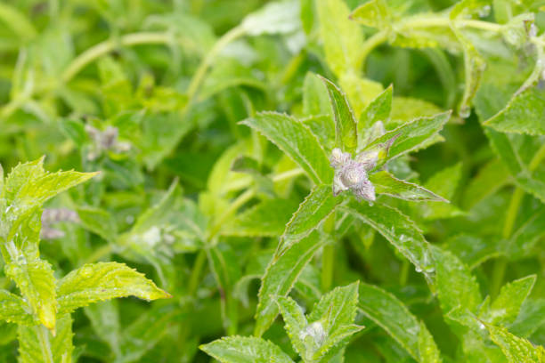 Sunlight catches on the droplets as mint bushes are sprayed with water in a garden