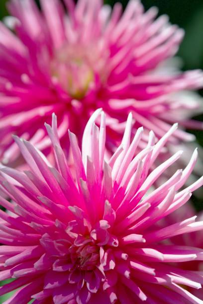 istock Close up of pink petals 2162965097