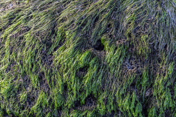 istock green moss on sea coral rocks 2162966218