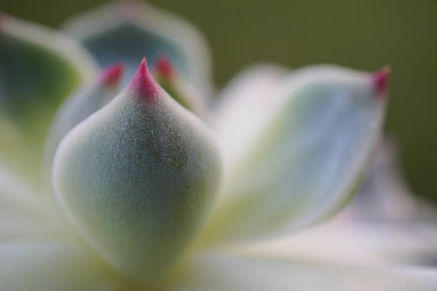 succulent close up on green background - succulent with rosy tips on nature background