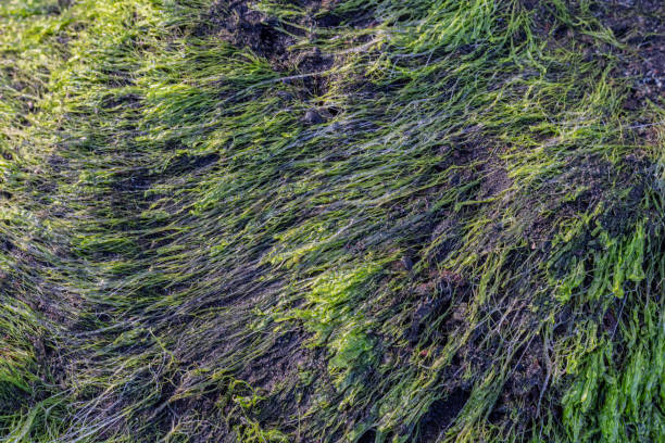 istock green moss on sea coral rocks 2162966366