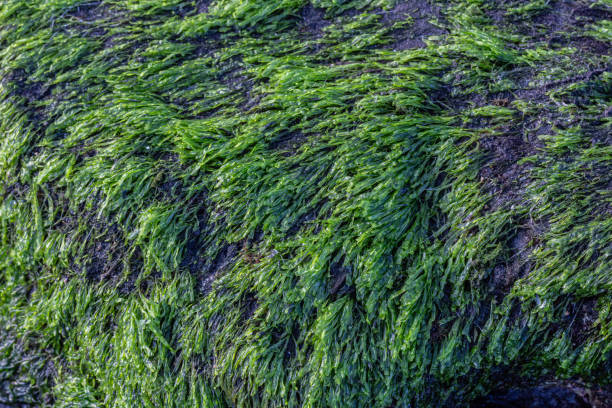 istock green moss on sea coral rocks 2162966378
