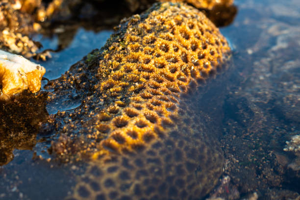 Amazing pattern of dead brain coral washed up on the beach at low tide