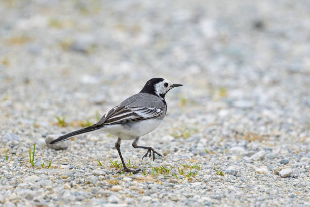 White wagtail (Motacilla alba)