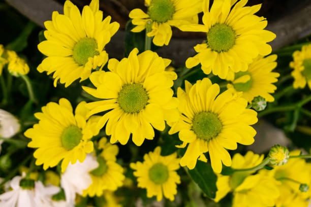 istock Vibrant Yellow Daisies Blooming in a Serene Meadow Landscape 2162966894