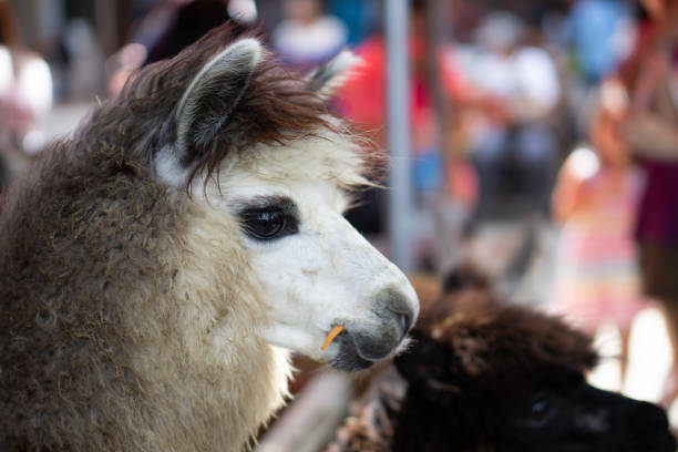 Close up portrait of a cute alpaca