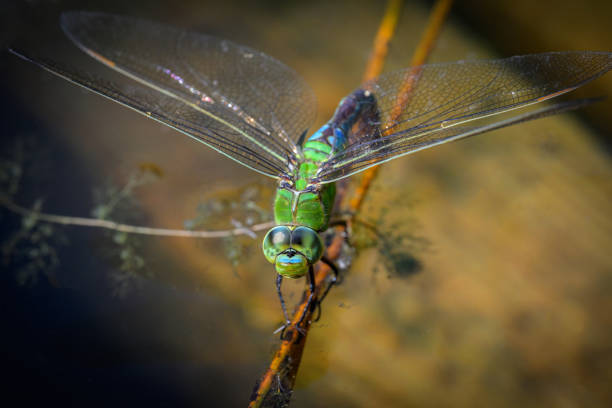 A blue emperor dragonfly laying eggs into the water, sunny day in springtime, Vienna (Austria)