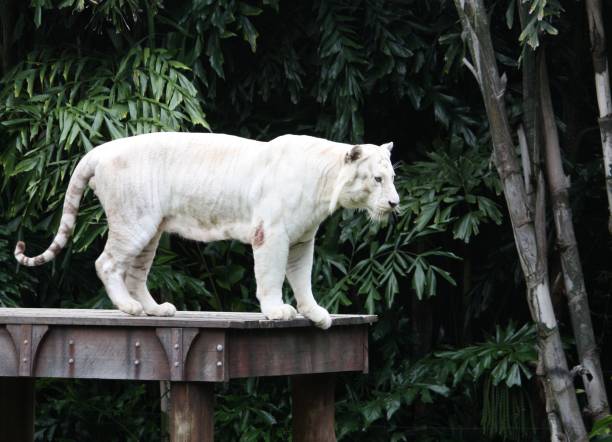 Powerful white tiger moving forward through green forest vegetation, looking directly at camera.