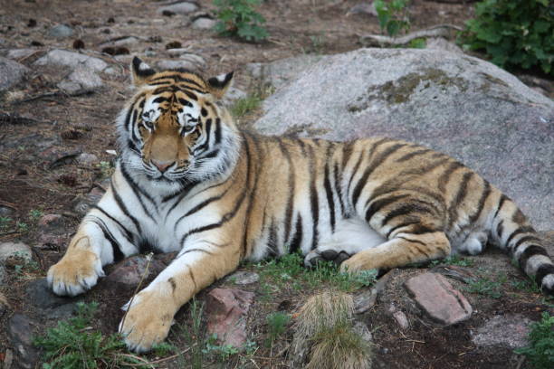 istock Tigers resting and prowling in a zoo. 2162967755