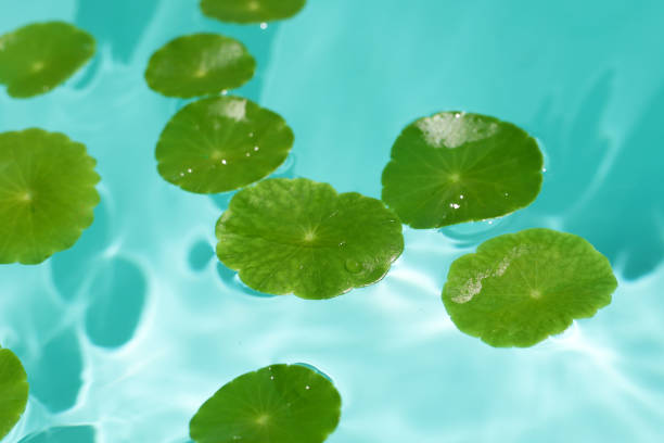 istock Centella asiatica leaves floating on the water 2162968486