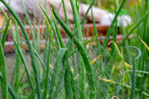 The garden showcases thriving green onions, enhancing the landscape with their fresh green shoots