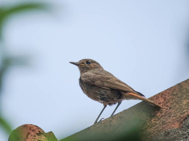 istock Black redstart bird in Romania during the summer 2162968655