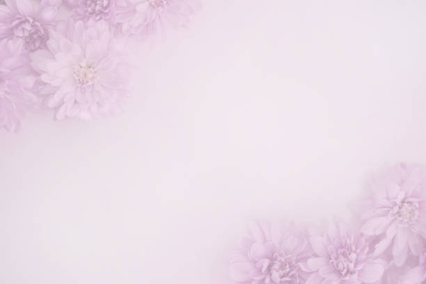 Product background Fresh flowers Pink chrysanthemum