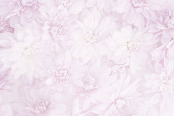Product background Fresh flowers Pink chrysanthemum