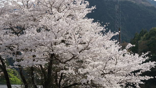 istock Japanese cherry blossoms Sakura 2162968860