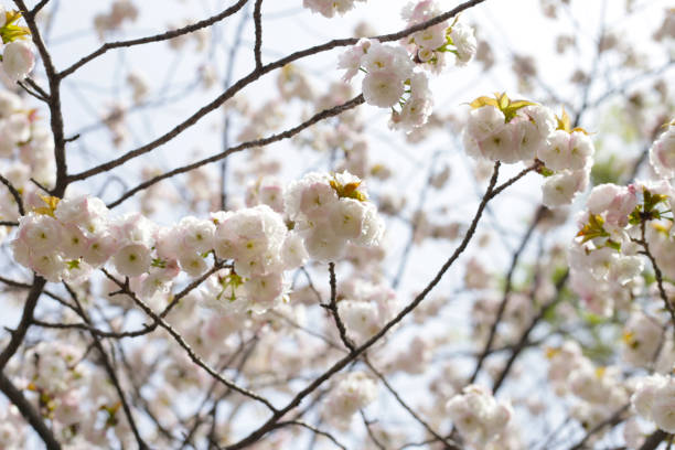 Branches of sakura flowers, cherry blossom