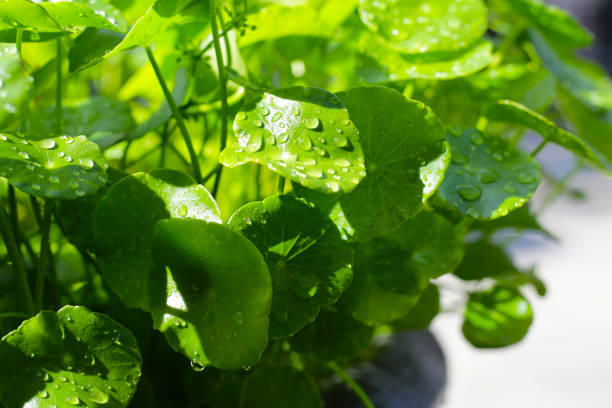 istock Centella asiatica (gotu kola). Fresh green leaves herb background. 2162968925