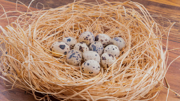 Quail eggs in the nest.
