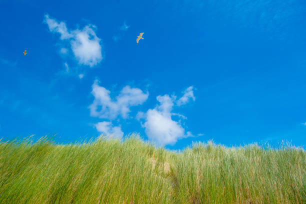 Dune landscape with marram grass in warm light along the North Sea near Petten in The Netherlands.