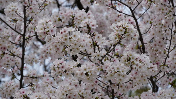 istock Japanese cherry blossoms Sakura 2162969782