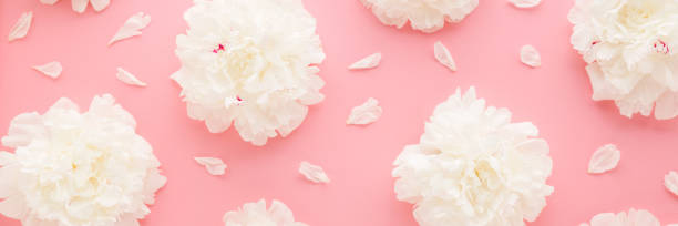 istock Fresh beautiful soft white peonies with petals on light pink table background. Pastel color. Closeup. Flower pattern. Wide banner. Top down view. 2162970929