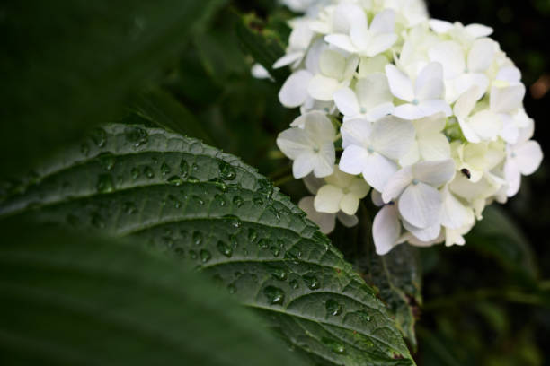 White hydrangea during the rainy season.