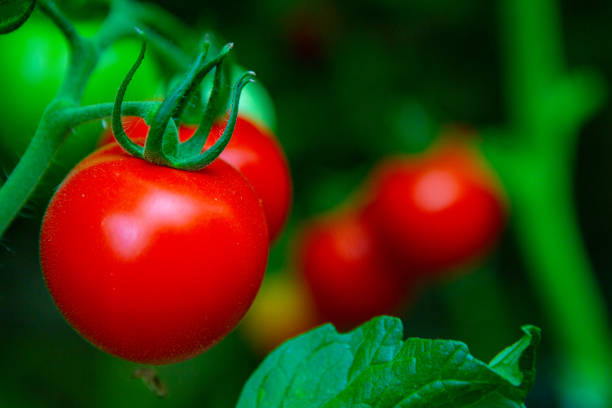 Close-up of a group of fresh, ripe tomatoes grown in a hydroponic greenhouse, the tomatoes are on a cutting board, no people