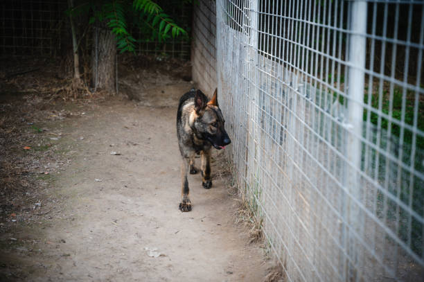 German Shepherd walking in an outdoor kennel, enclosed by metal fencing with green foliage in the background.