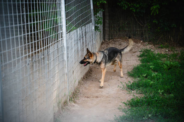 German Shepherd walking in an outdoor kennel, enclosed by metal fencing with green foliage in the background.