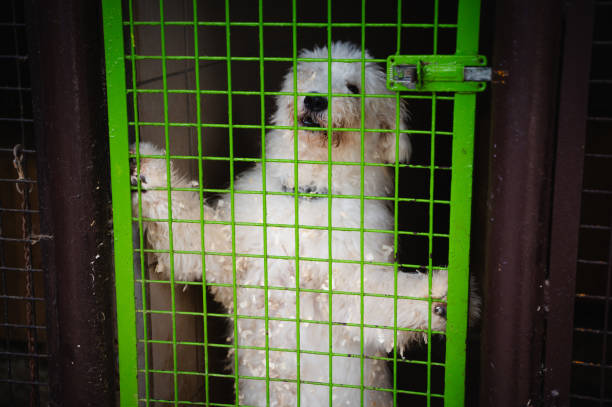 Dog smiling behind a kennel fence, capturing a moment of hope and friendliness.