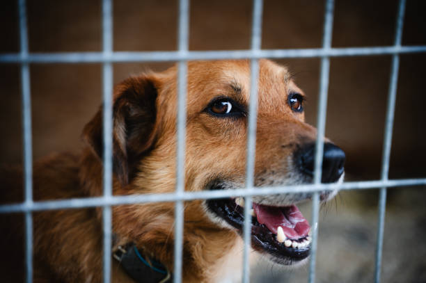 Dog smiling behind a kennel fence, capturing a moment of hope and friendliness.