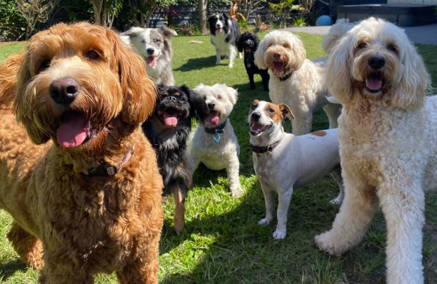 istock Dog friends 2162973778