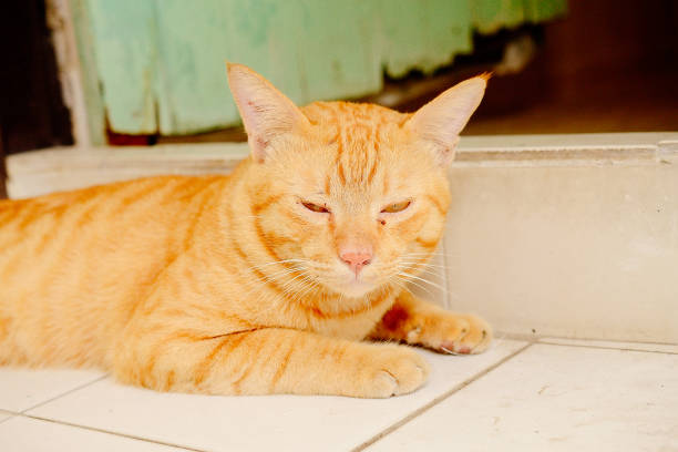 homeless orange cat