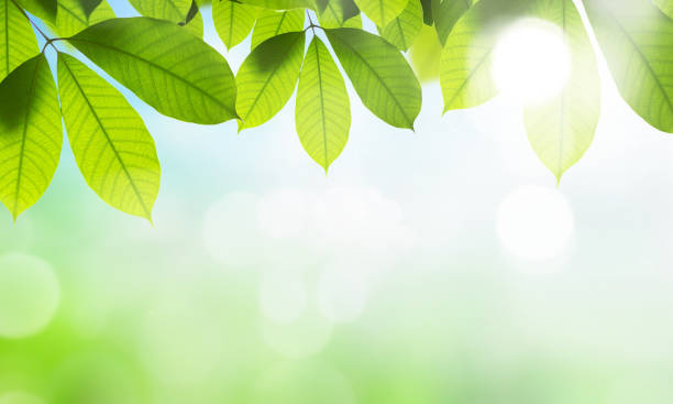 istock Fresh green leaves on blurred greenery background with bokeh effect 2162975855