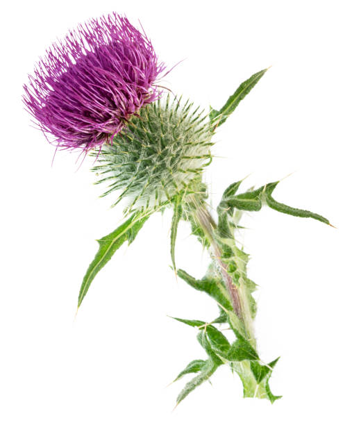 istock Milk thistle flower isolated on white background. 2162976117